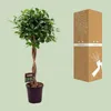 Fikus chiński Ficus Microcarpa Moclame Ø23 cm ↕110 cm Podgląd zdjęcia produktu 3