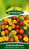 Quedlinburger Saatgut - Studentenblumen Bonita - Samen - Produktbild-Vorschau 3