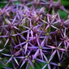 6 x Sternkugel Lauch - Allium christophii  | Topf 9cm x 9cm Produktbild-Vorschau 1