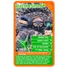 Winning Moves Predators (2021 Rebrand) - Top Trumps karetní Náhled obrázku produktu 4