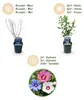 Green boutiQ - Arbustes - Hibiscus syriacus Tricolour - Voir les images du produit 3