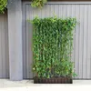 Sichtschutzhecke Lonicera henryi - Immergrünes Geißblatt Produktbild-Vorschau 6
