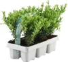 Plants by Frank | 6 Stechpalme Pflanzen | Ilex Crenata Produktbild-Vorschau 1