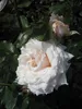 Kletterrose White New Dawn® - Rosa - weiß-zartrosa - Duft++ Produktbild-Vorschau 2