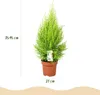 Green boutiQ - Zimmerpflanzen - Cupressus Gold Crest Wilma Produktbild-Vorschau 3