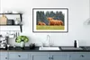 MuchoWow® Gerahmtes Poster Schottischer Hochländer - Sonne Produktbild-Vorschau 4