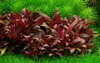 Aquarium Pflanze Alternanthera reineckii 'Mini' Tropica Produktbild-Vorschau 1