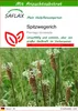 SAFLAX - Heilpflanzen - Spitzwegerich - 100 Samen - Mit Produktbild-Vorschau 1