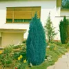 Chamaecyparis lawsoniana 'Ellwoodii', Blaue Scheinzypresse, Produktbild-Vorschau 12