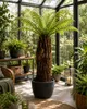 Baumfarn Dicksonia antarctica 70–80 cm | Kahler Stamm | Produktbild-Vorschau 2