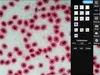 Kern & Sohn Tablet-Kamera für Mikroskope 5MP CMOS 1/2,5: Produktbild-Vorschau 4