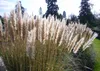 SAFLAX - Americká pampová tráva - Cortaderia selloana - 200 Náhľad obrázku produktu 6