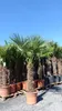gruenwaren: XXXL 220-250 cm, Stamm 80 cm, Trachycarpus Produktbild-Vorschau 3