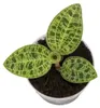 Gardners Macodes petola Jewel orchid, průměr 6 cm Náhled obrázku produktu 2