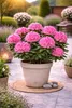 Rhododendron 'Roseum Elegans' 15–20 cm – winterharte Produktbild-Vorschau 2