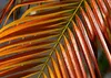 SAFLAX - Zwerg - Dattelpalme - 25 Samen - Phoenix Produktbild-Vorschau 8
