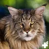 REAVET Nieren Tonicum für Katzen 50ml I zur Unterstützung Produktbild-Vorschau 9
