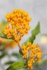 Asclepias tuberosa, Schmetterlingsblume, orange, ca. 9x9 cm Produktbild-Vorschau 1