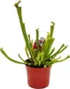 Trio di piante tubolari 3 diverse piante di Sarracenia in Anteprima dell’immagine prodotto 4