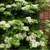 Kletterhortensie (Hydrangea anomala Petiolaris/Hortensie) Produktbild-Vorschau 3