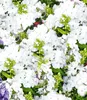 A close-up view of a dense cluster of white flowers with green stems and leaves, and a hint of purple flowers on the left. Produktbild-Vorschau