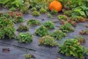 16m² Bodengewebe Unkrautfolie Mulchfolie 100g 1m breit Produktbild-Vorschau 7