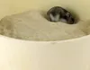 Getzoo Badesand 1KG Produktbild-Vorschau 3