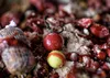 Carp Food Perfection Mini Pop-Up 12mm/30g Japonská Oliheň Náhled obrázku produktu 3