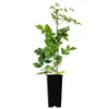A potted plant with green leaves and a black stem, standing in a black pot against a white background. Produktbild-Vorschau