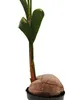 Echte Kokospalme - Cocos nucifera - mit echter Kokosnuss - Produktbild-Vorschau 2