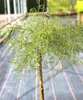 Trauerbirke Betula pendula Karaca Hängebirke Stammhöhe 80 - Produktbild-Vorschau 1