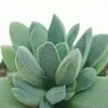 Crassula tecta – "Eidechsenhaut"-Crassula – Seltenheit – Produktbild-Vorschau 4