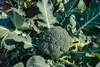 SAFLAX - BIO - Broccoli - Calabrese - 100 Samen - Brassica Produktbild-Vorschau 6