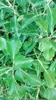 Hedera helix 'Arborescens' - Bluszcz krzewiasty Arborescens Podgląd zdjęcia produktu 4
