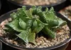 SAFLAX - Echter Tigerrachen - Faucaria tigrina - 40 Samen Produktbild-Vorschau 4