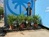 Chamaerops Humilis - europejska palma karłowata - Podgląd zdjęcia produktu 4
