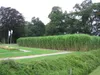 4 x Riesen Chinaschilf, ideal als Hecke und Sichtschutz, Produktbild-Vorschau 4