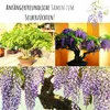 Exotische Bonsai Samen mit hoher Keimrate - Pflanzen Samen Produktbild-Vorschau 3