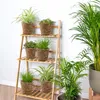 Bloomique - Lot de 6 - Plantes sans danger pour les animaux Voir les images du produit 7