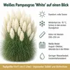 Stauden Gänge 5 x Cortaderia selloana 'White' im 1 Liter Produktbild-Vorschau 7