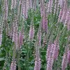 6 x Ehrenpreis  - Veronica 'Pink Damask'  | Topf 9cm x 9cm Produktbild-Vorschau 1