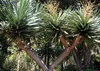 SAFLAX - dračí strom - Dracaena Draco - 5 Semena - S Náhled obrázku produktu 9