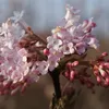 Winterschneeball Charles Lamont - Viburnum bodnantense - Produktbild-Vorschau 2