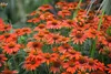 A close-up view of a cluster of bright orange coneflower blooms. Produktbild-Vorschau