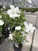 Hibiscus syriacus 'White Chiffon - Garteneibisch, Produktbild-Vorschau 2