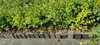Prunus armeniaca 'Aurora', abrikoos - hoogte 100 cm - pot Productafbeelding-voorbeeld 2