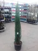 Blauer Raketenwacholder 160–170 cm – Juniperus Blue Arrow – Produktbild-Vorschau 2