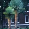 Nasiona Yucca Rostrata - zestaw 10 sztuk - Nasiona roślin Podgląd zdjęcia produktu 6