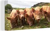 OneMillionCanvasses® - Obrazy na plátně - Prasata - Velké - Náhled obrázku produktu 1