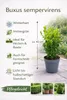 Buchsbaum 40 cm Strauch – Buxus sempervirens winterhart – Produktbild-Vorschau 2